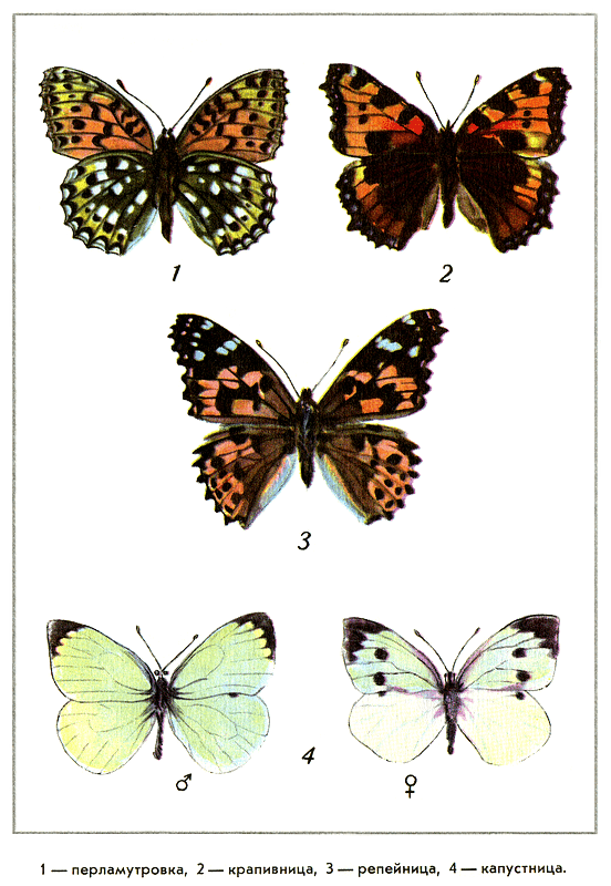 Путешествие на всю жизнь - i_010.png