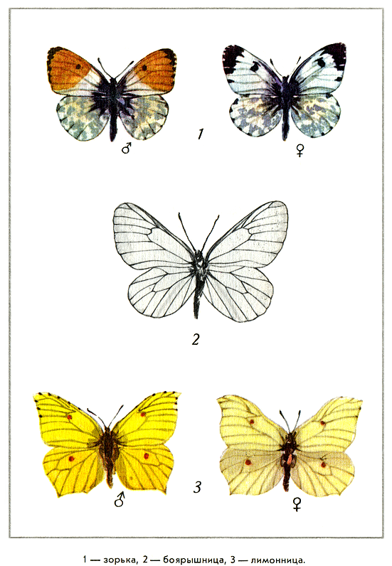 Путешествие на всю жизнь - i_011.png