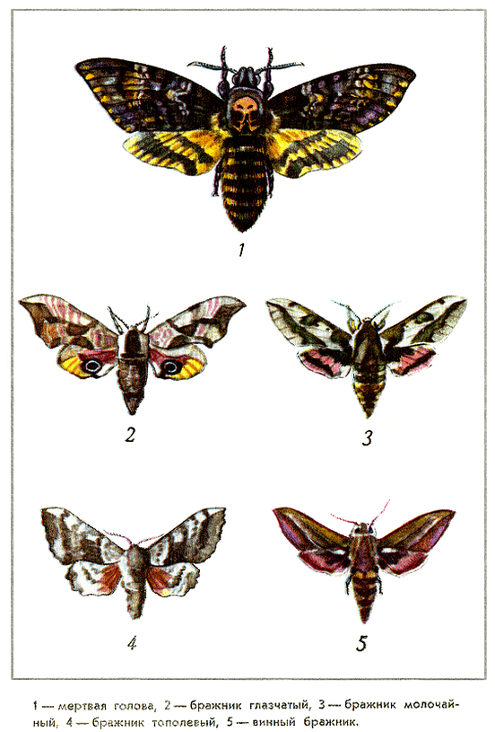 Путешествие на всю жизнь - i_013.png