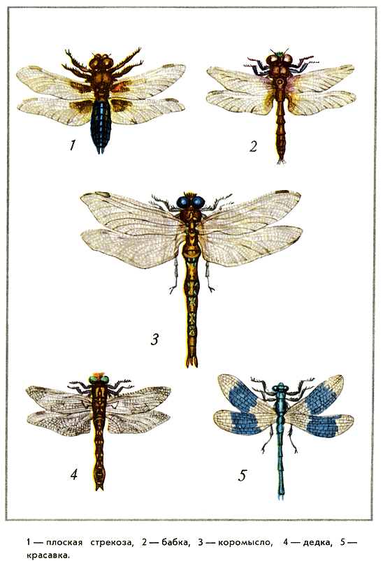 Путешествие на всю жизнь - i_019.png