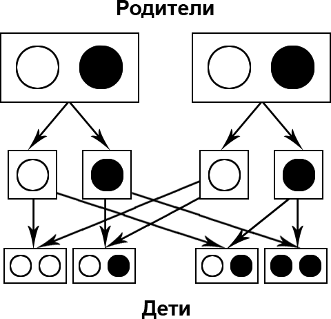 Секреты наследственности человека - i_002.png