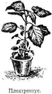 Путешествие с домашними растениями - pic_101.jpg