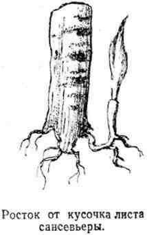 Путешествие с домашними растениями - pic_103.jpg