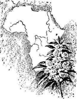 Путешествие с домашними растениями - pic_105.jpg