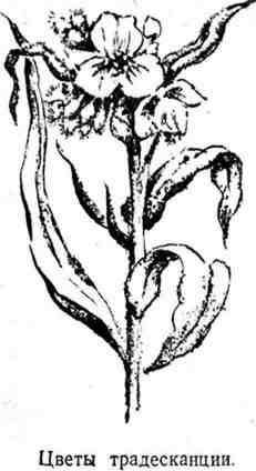 Путешествие с домашними растениями - pic_113.jpg