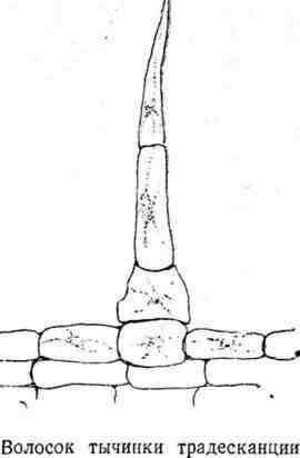 Путешествие с домашними растениями - pic_114.jpg