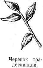 Путешествие с домашними растениями - pic_115.jpg