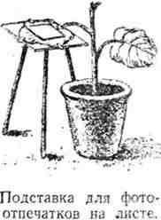 Путешествие с домашними растениями - pic_156.jpg