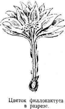 Путешествие с домашними растениями - pic_20.jpg