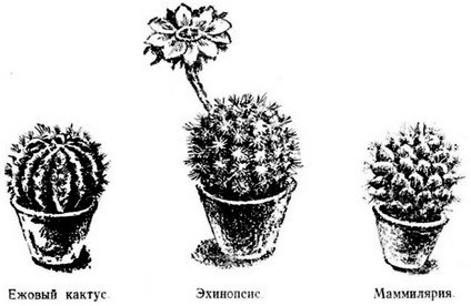 Путешествие с домашними растениями - pic_33.jpg