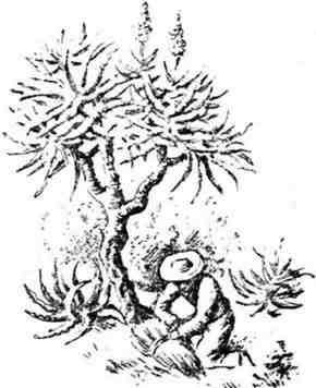 Путешествие с домашними растениями - pic_55.jpg