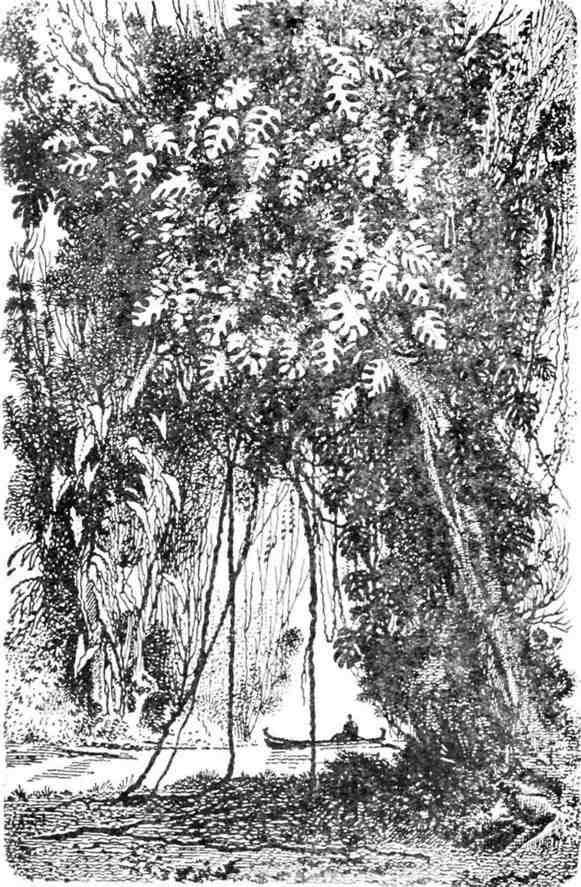 Путешествие с домашними растениями - pic_76.jpg