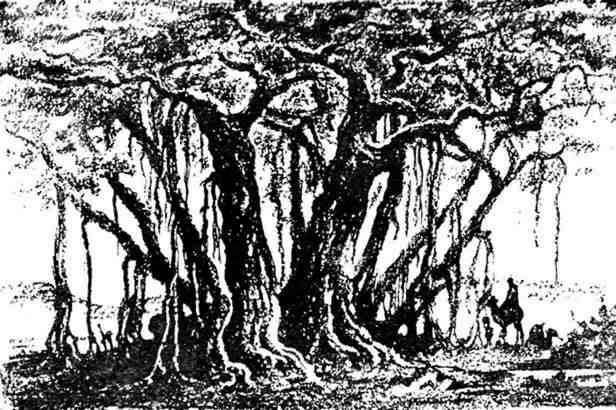 Путешествие с домашними растениями - pic_84.jpg