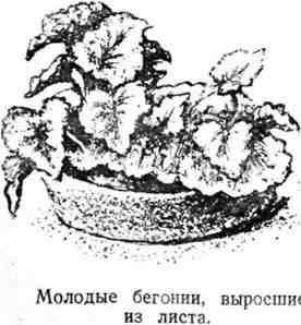 Путешествие с домашними растениями - pic_95.jpg