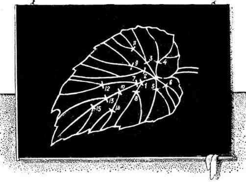 Путешествие с домашними растениями - pic_96.jpg