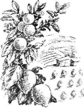 Путешествие с домашними растениями - pic_159.jpg