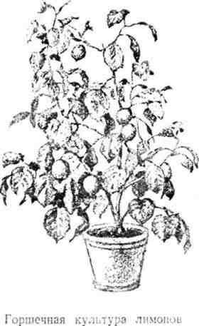 Путешествие с домашними растениями - pic_161.jpg