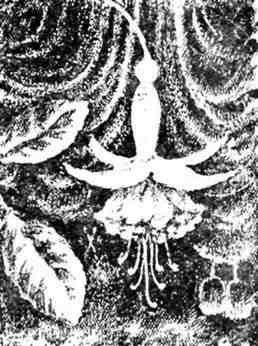 Путешествие с домашними растениями - pic_218.jpg