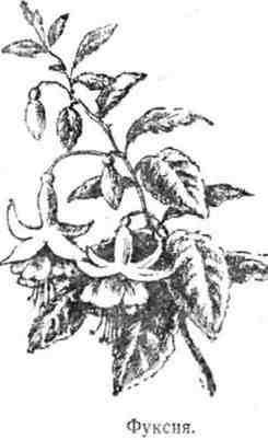 Путешествие с домашними растениями - pic_220.jpg