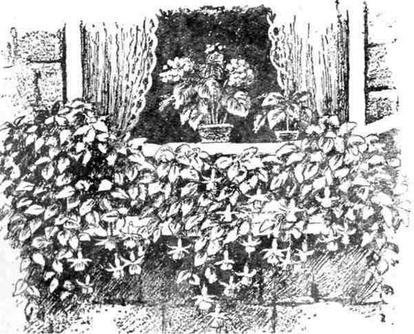 Путешествие с домашними растениями - pic_223.jpg