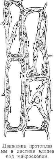 Путешествие с домашними растениями - pic_238.jpg