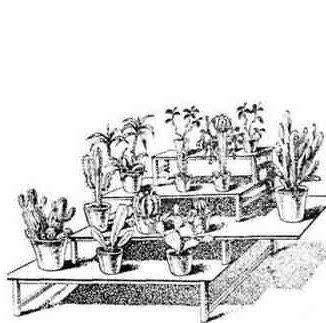 Путешествие с домашними растениями - pic_2601.jpg