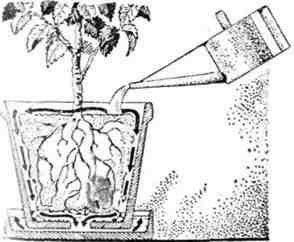 Путешествие с домашними растениями - pic_264.jpg