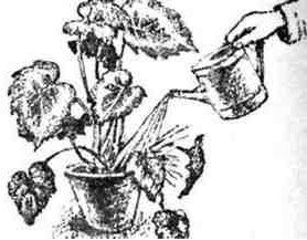 Путешествие с домашними растениями - pic_2651.jpg