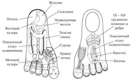 Су Джок семянотерапия - any2fbimgloader12.jpeg