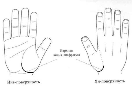 Су Джок семянотерапия - any2fbimgloader15.jpeg