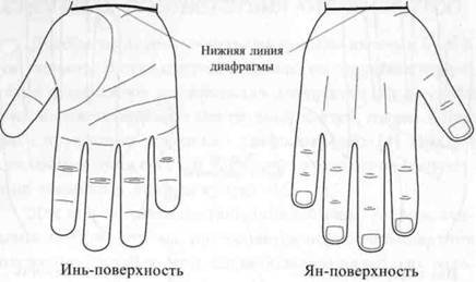 Су Джок семянотерапия - any2fbimgloader17.jpeg