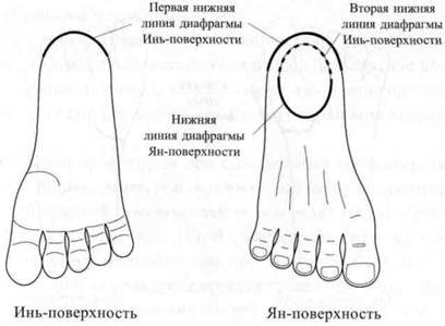 Су Джок семянотерапия - any2fbimgloader18.jpeg