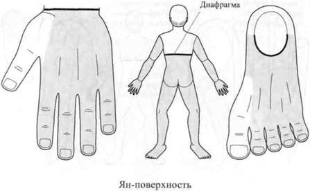 Су Джок семянотерапия - any2fbimgloader22.jpeg