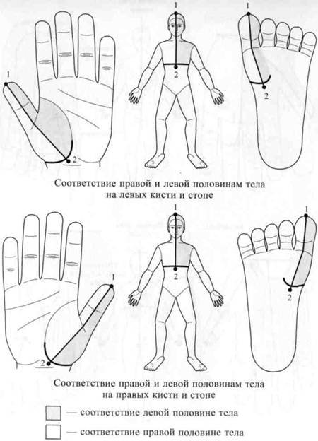 Су Джок семянотерапия - any2fbimgloader25.jpeg