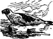 Руал Амундсен - image046.png