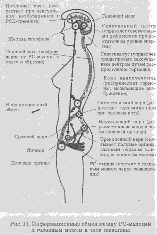 Сексуальная энергия. Ключ к здоровью и процветанию - any2fbimgloader9.png