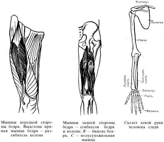 О ловкости и ее развитии - any2fbimgloader12.jpeg