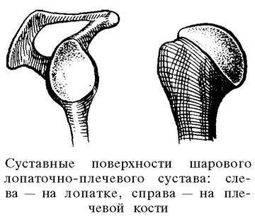 О ловкости и ее развитии - any2fbimgloader13.jpeg