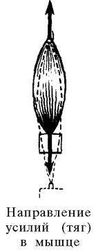 О ловкости и ее развитии - any2fbimgloader18.jpeg