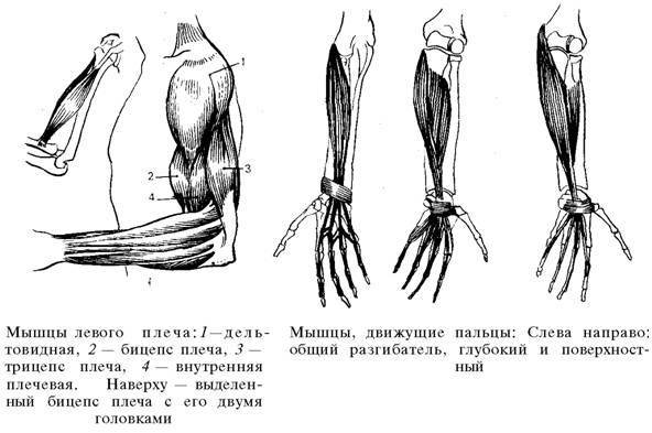 О ловкости и ее развитии - any2fbimgloader19.jpeg