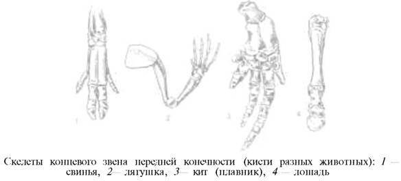 О ловкости и ее развитии - any2fbimgloader52.jpeg