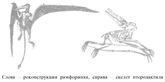 О ловкости и ее развитии - any2fbimgloader57.jpeg