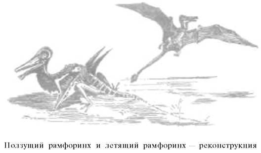 О ловкости и ее развитии - any2fbimgloader58.jpeg