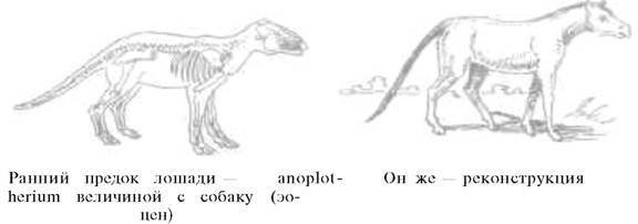 О ловкости и ее развитии - any2fbimgloader68.jpeg