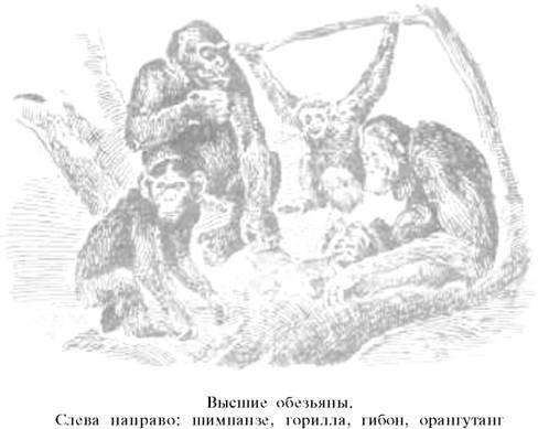 О ловкости и ее развитии - any2fbimgloader72.jpeg