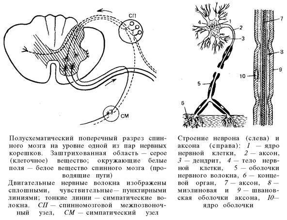 О ловкости и ее развитии - any2fbimgloader84.jpeg
