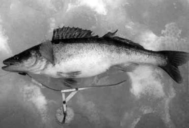 Кружки, жерлицы, поставушки – рыбалка без проколов - i_049.jpg