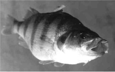 Кружки, жерлицы, поставушки – рыбалка без проколов - i_053.jpg