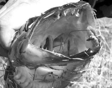 Кружки, жерлицы, поставушки – рыбалка без проколов - i_060.jpg