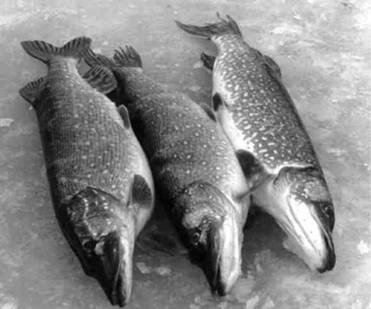 Кружки, жерлицы, поставушки – рыбалка без проколов - i_061.jpg